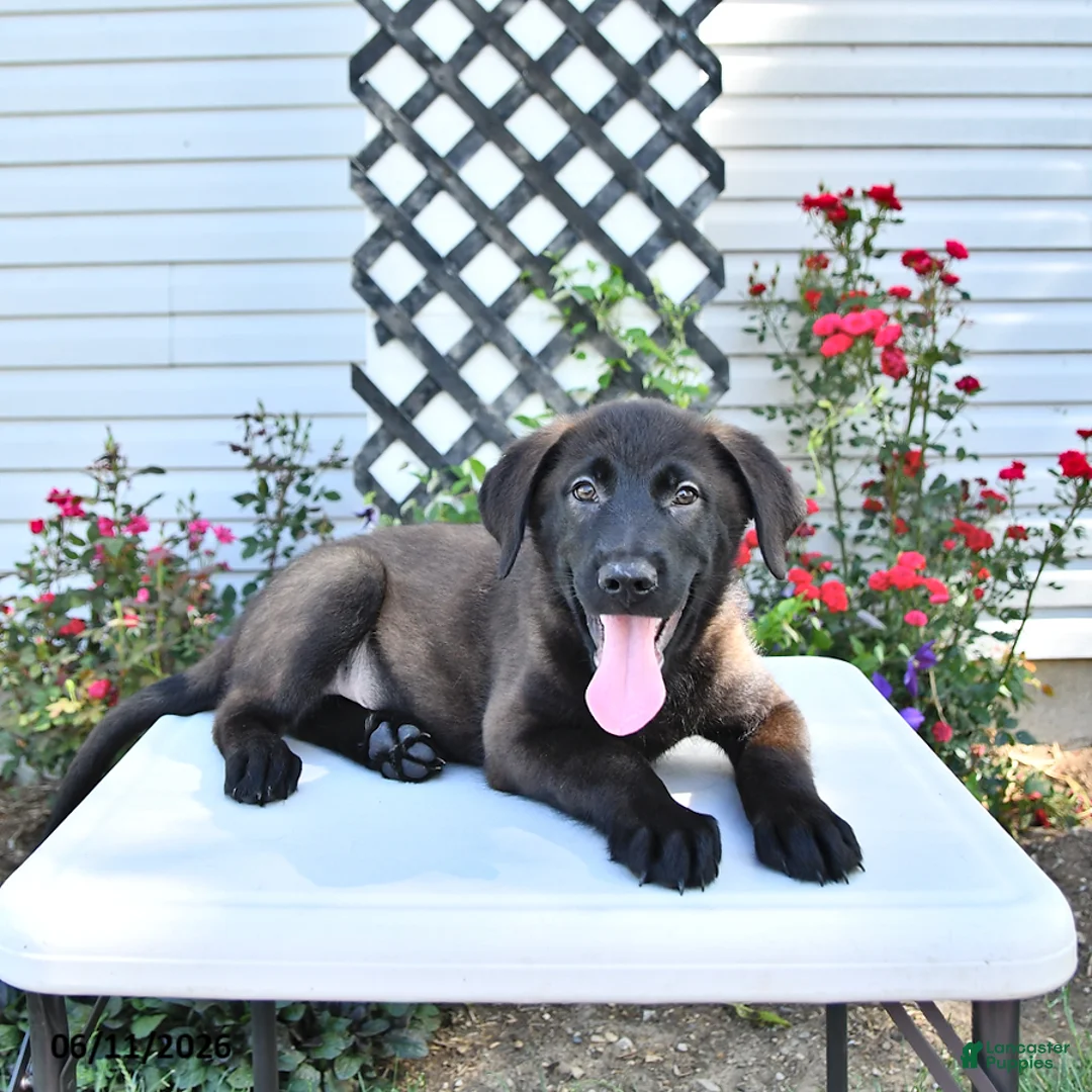 Golden Shepherd dogs for sale: Rebel - Ad 1