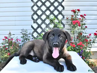 Golden Shepherd dogs for sale: Rebel - Ad 1