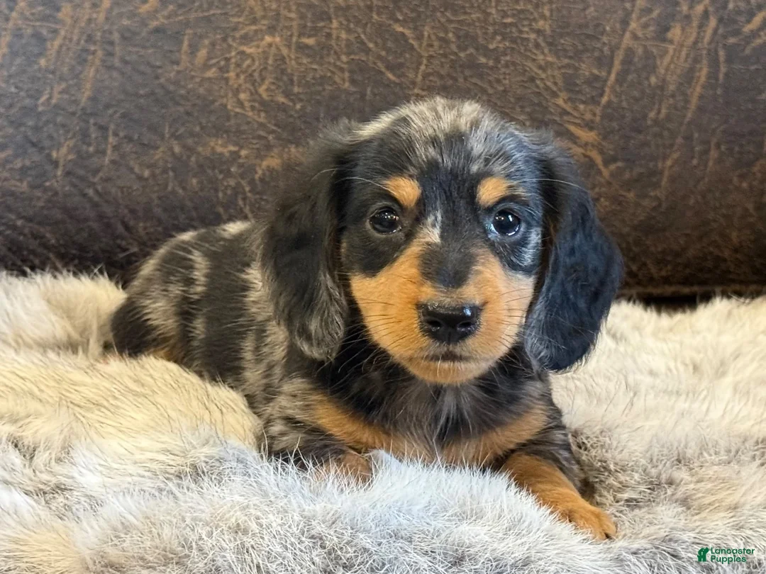 Miniature Dachshund dogs for sale: Angus - Ad 5