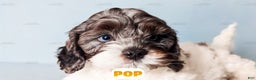 Cockapoo dogs for sale: Pop - Ad 11