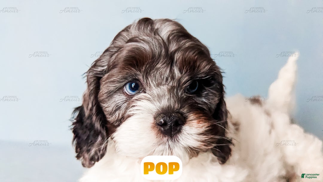Cockapoo dogs for sale: Pop - Ad 11