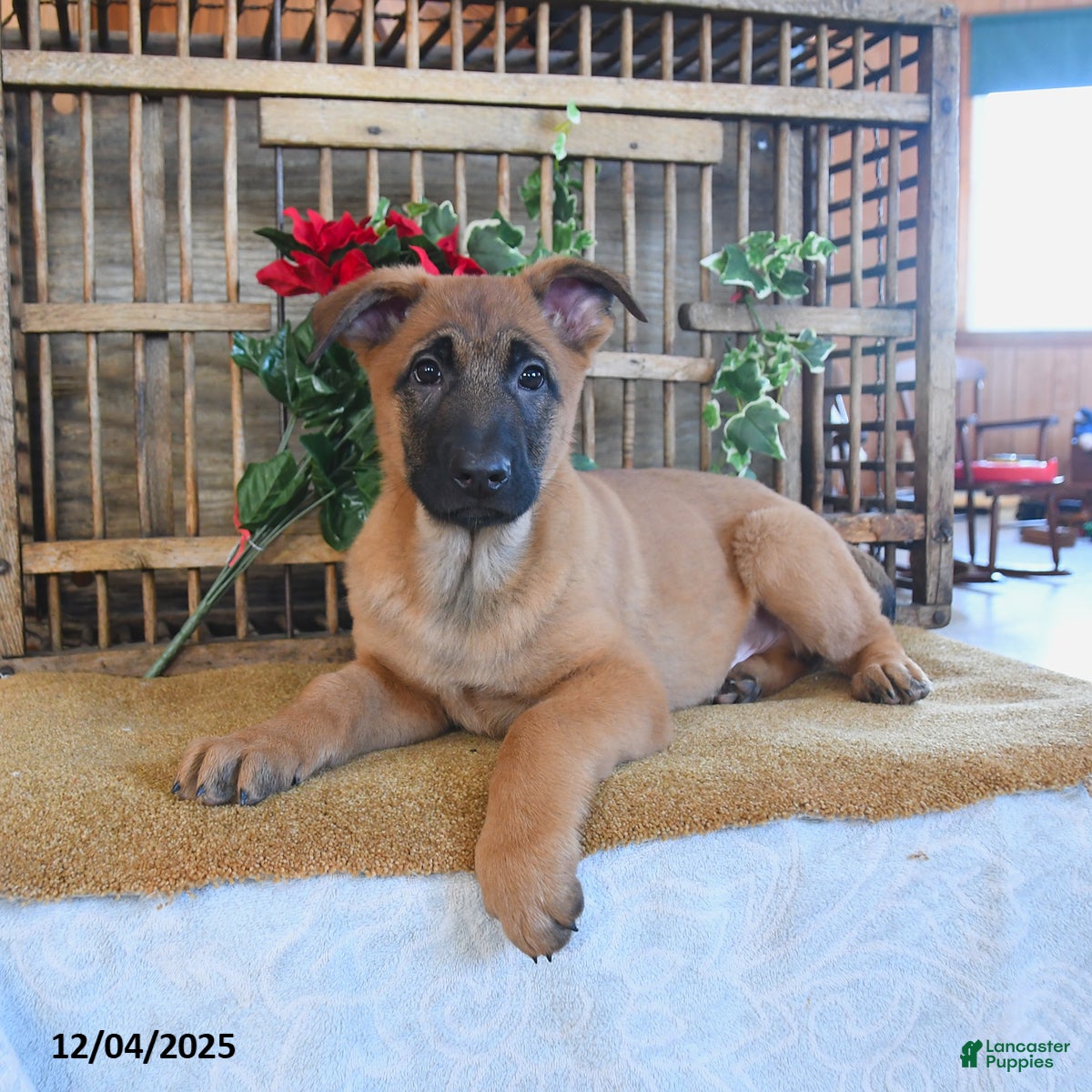 Mixed Breed dogs Oakley - Ad 10