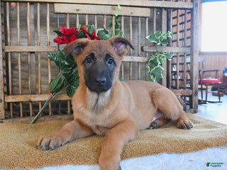 Mixed Breed dogs Oakley - Ad 3