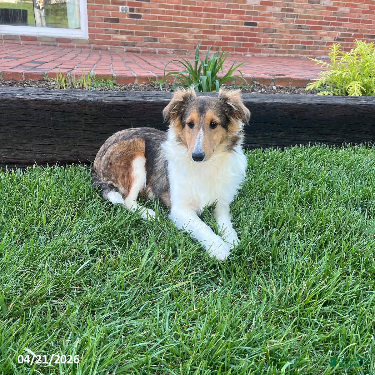 Shetland Sheepdog dogs Anna - Ad 1