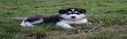Alaskan Malamute dogs for sale: Tundra - Ad 5