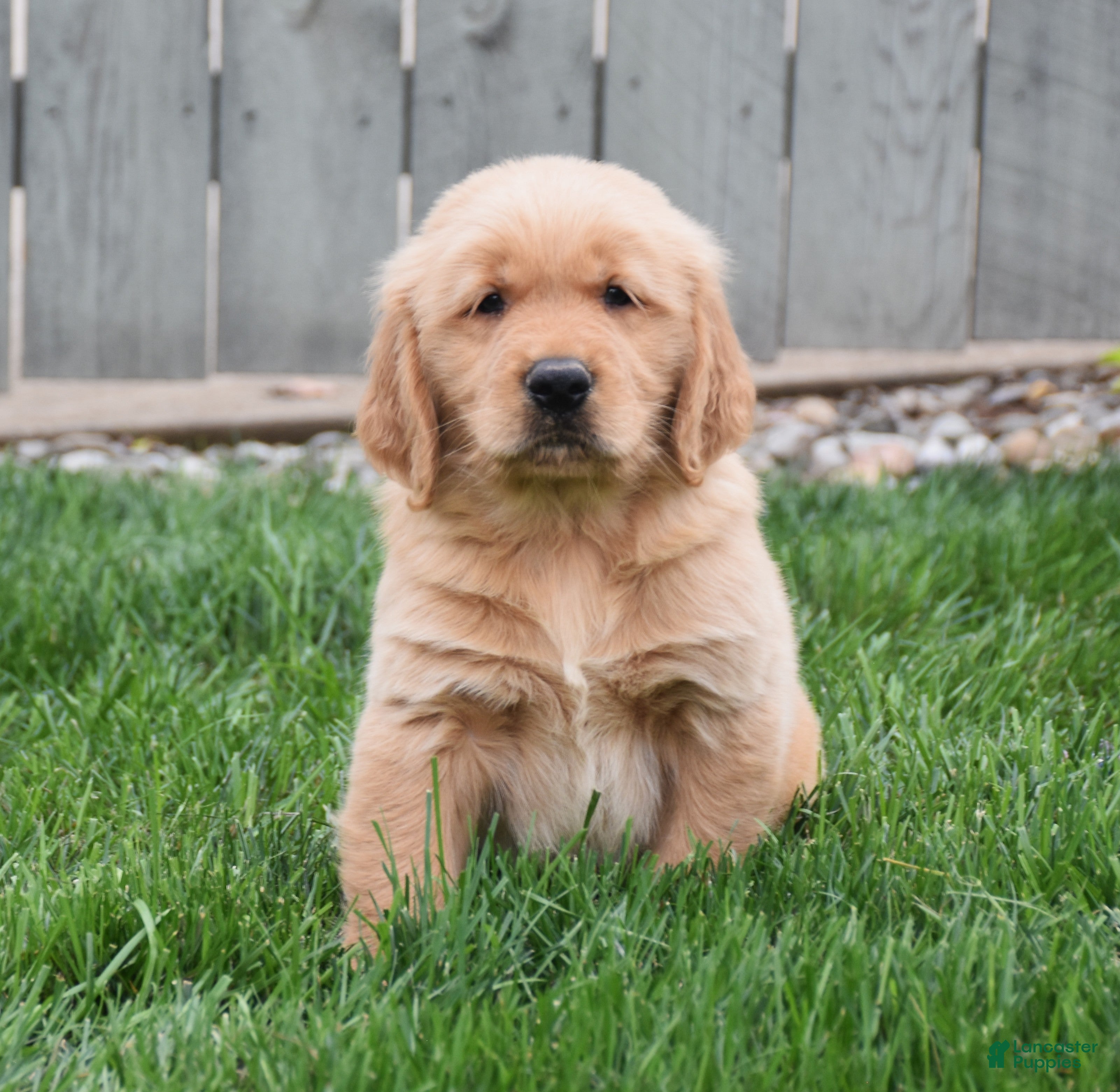 Golden Retriever dogs Gunner - Ad 2