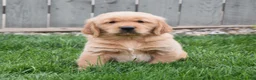 Golden Retriever dogs for sale: Gunner - Ad 2