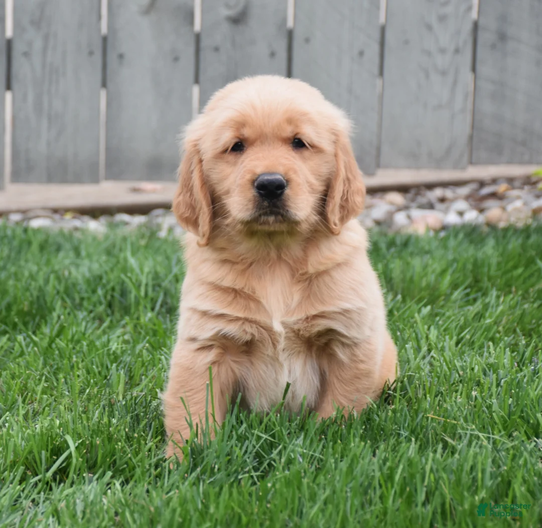 Golden Retriever dogs for sale: Gunner - Ad 2