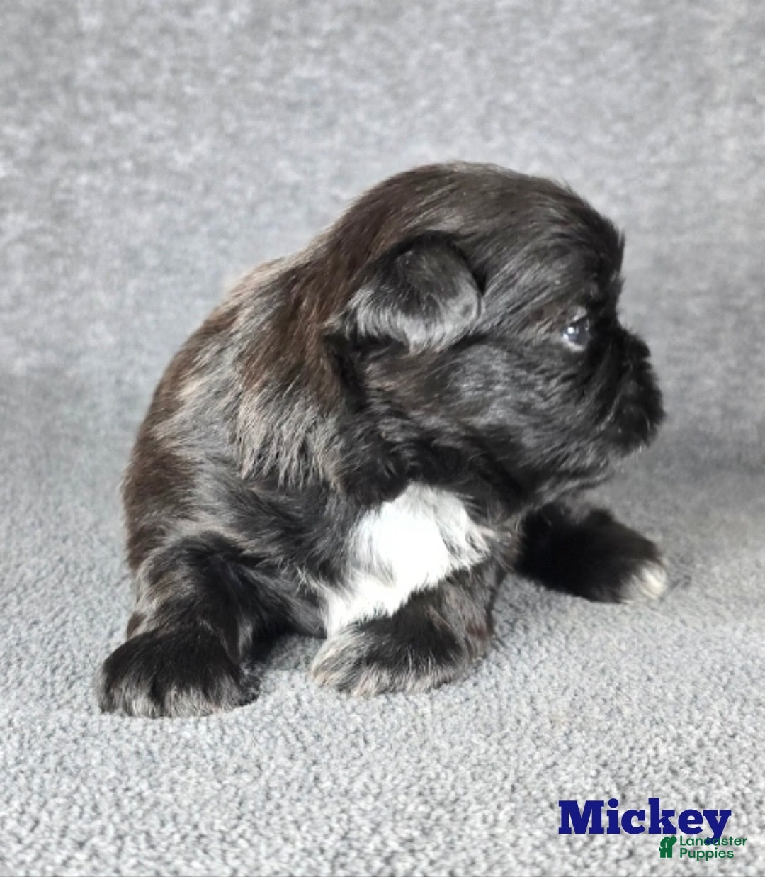 Shih Tzu dogs for sale: Mickey  - Ad 3