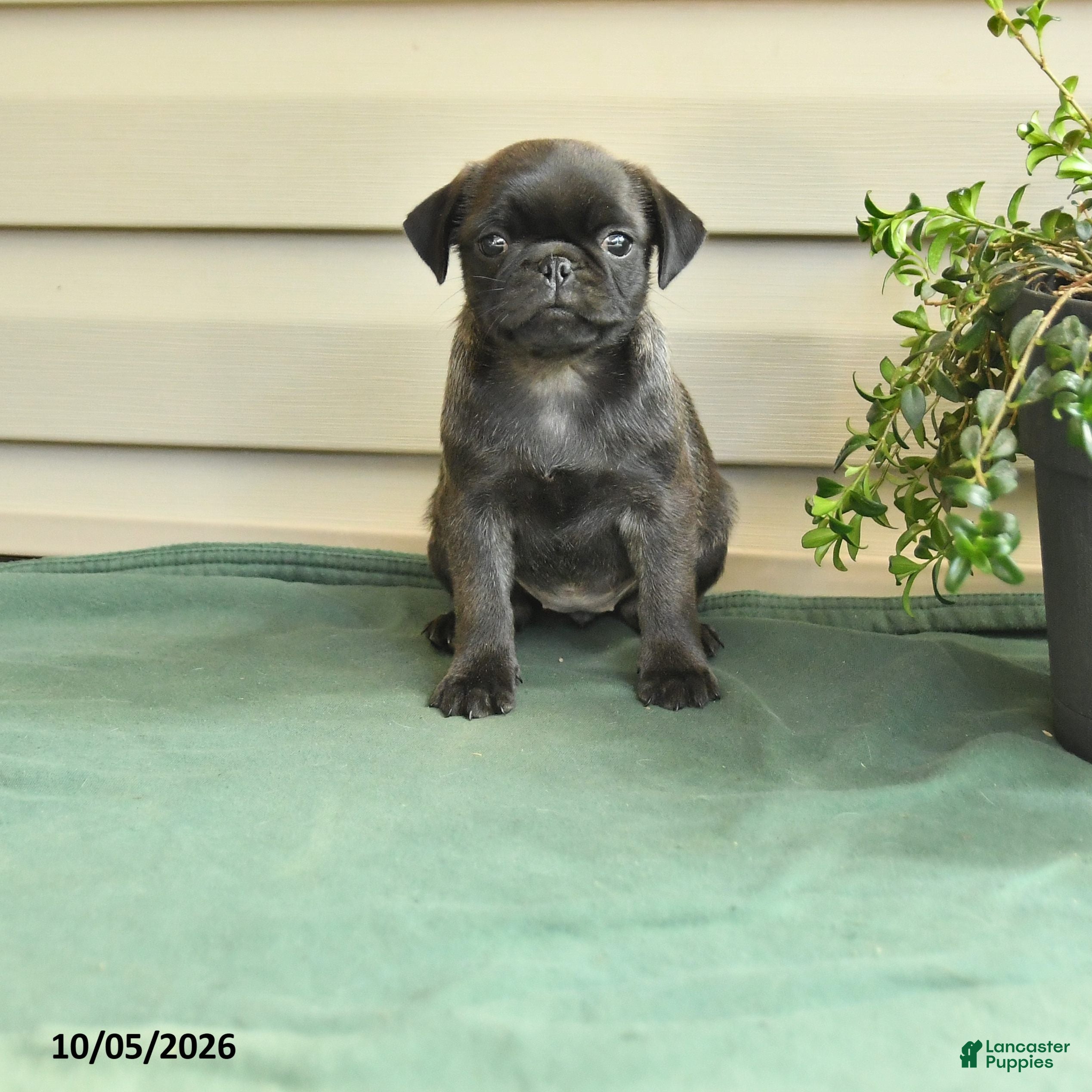 Pug dogs for sale: Tootsie - Ad 1