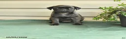 Pug dogs for sale: Tootsie - Ad 1