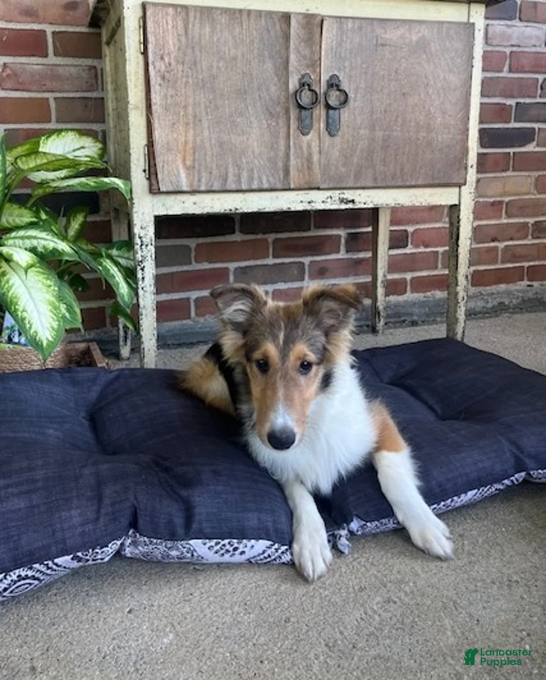 Shetland Sheepdog dogs for sale: Brianna - Ad 1