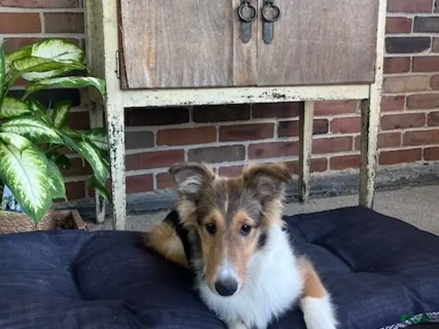 Shetland Sheepdog dogs for sale: Brianna - Ad 1