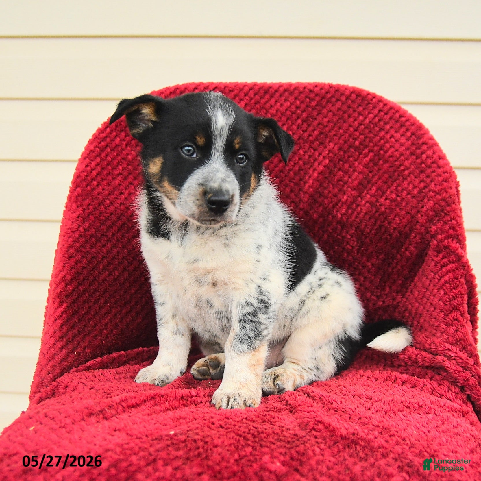 Mixed Breed dogs for sale: Raphael - Ad 2