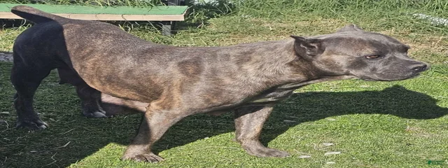 Morganza