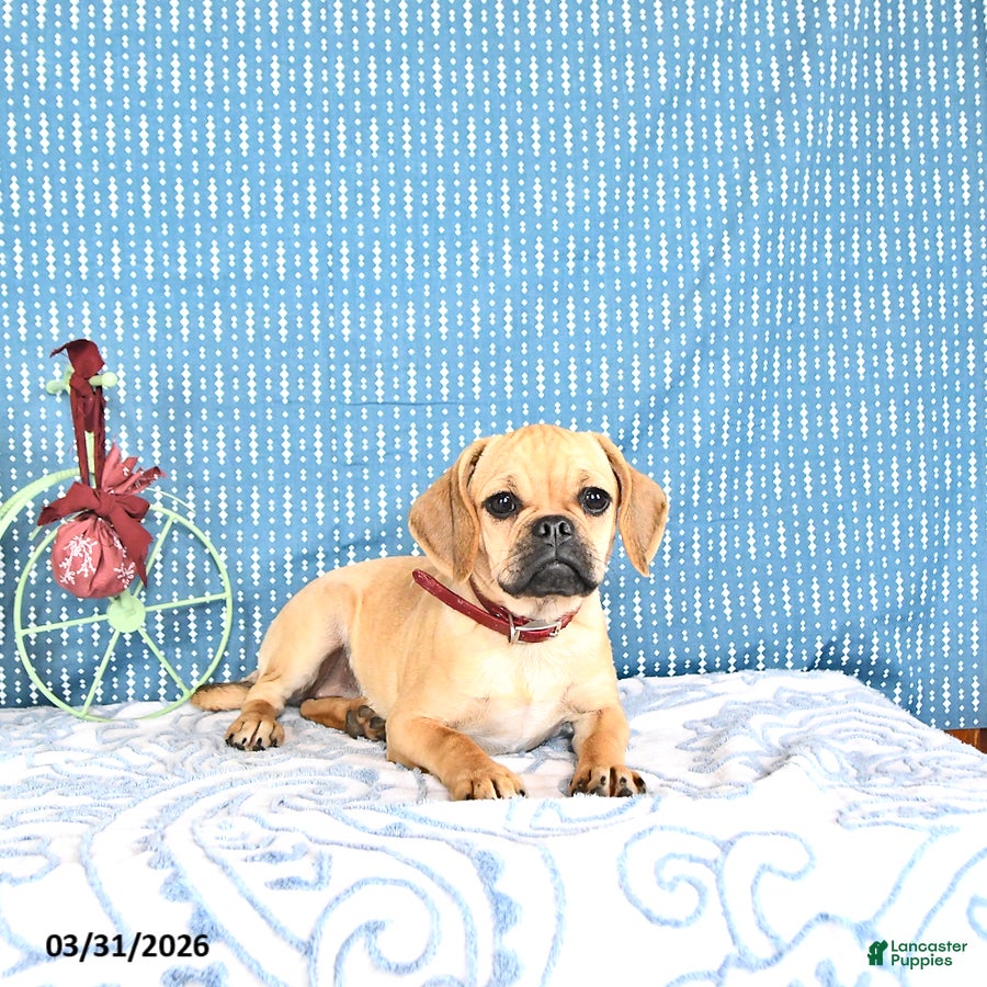 Puggle dogs Kaci - Ad 2