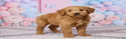 Mini Goldendoodle dogs for sale: Sophie - Ad 4