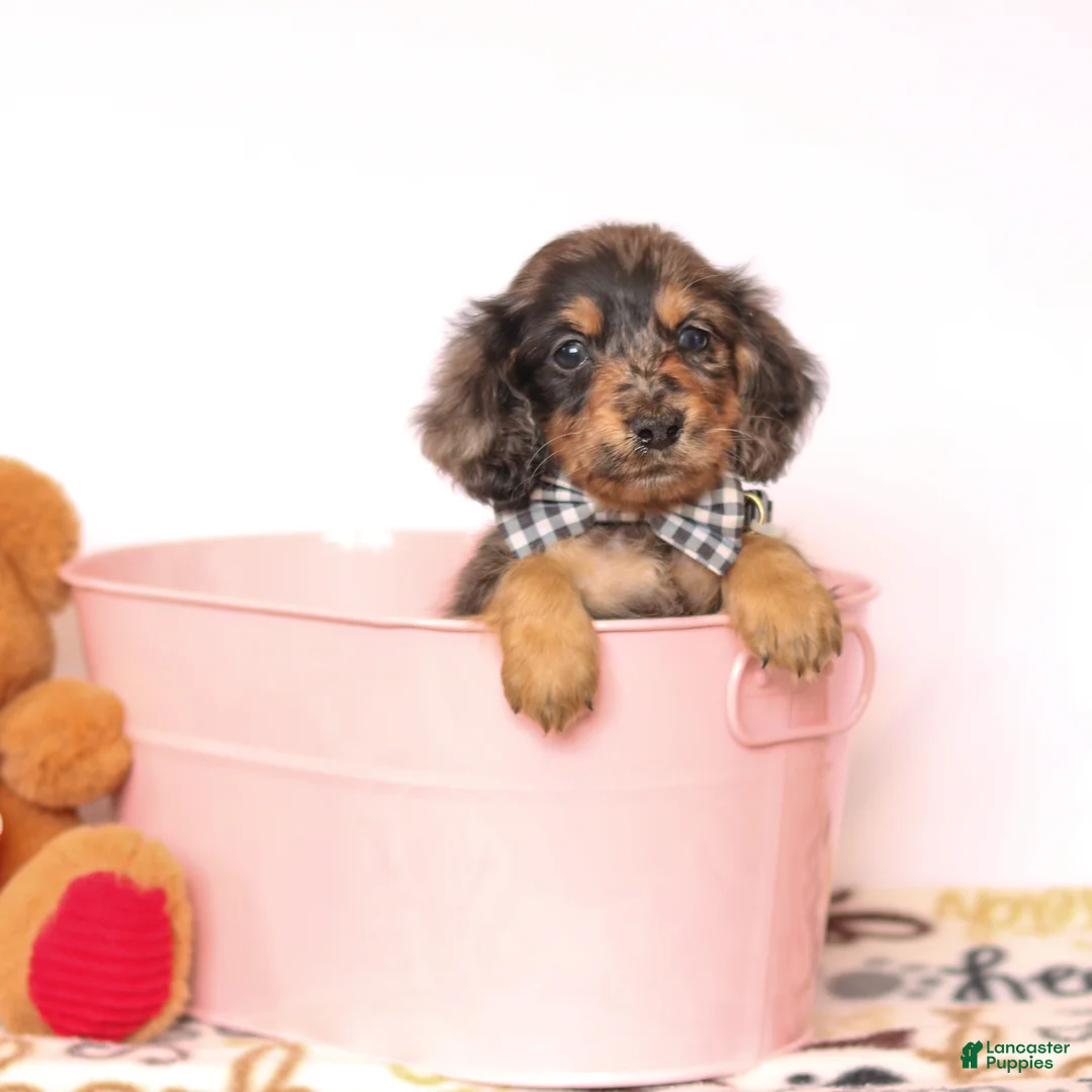 Miniature Dachshund dogs for sale: Miniature Dachshund Puppy 1 - Ad 10