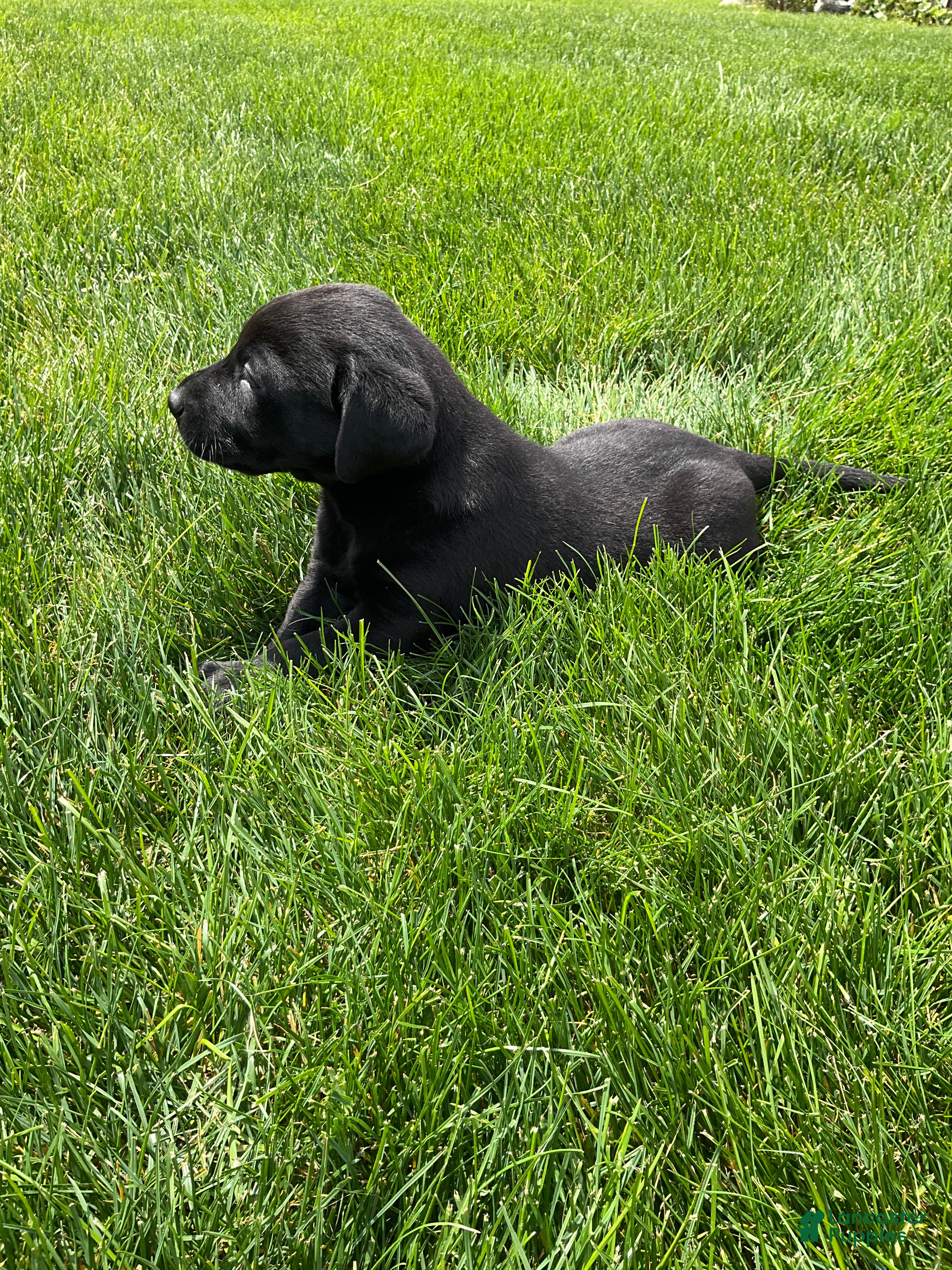 Labrador Retriever dogs for sale: Max - Ad 3
