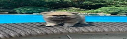 Keeshond dogs for sale: Jasper  - Ad 3