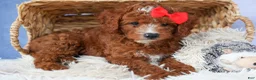 Cavapoo dogs for sale: TUCKER - Ad 9