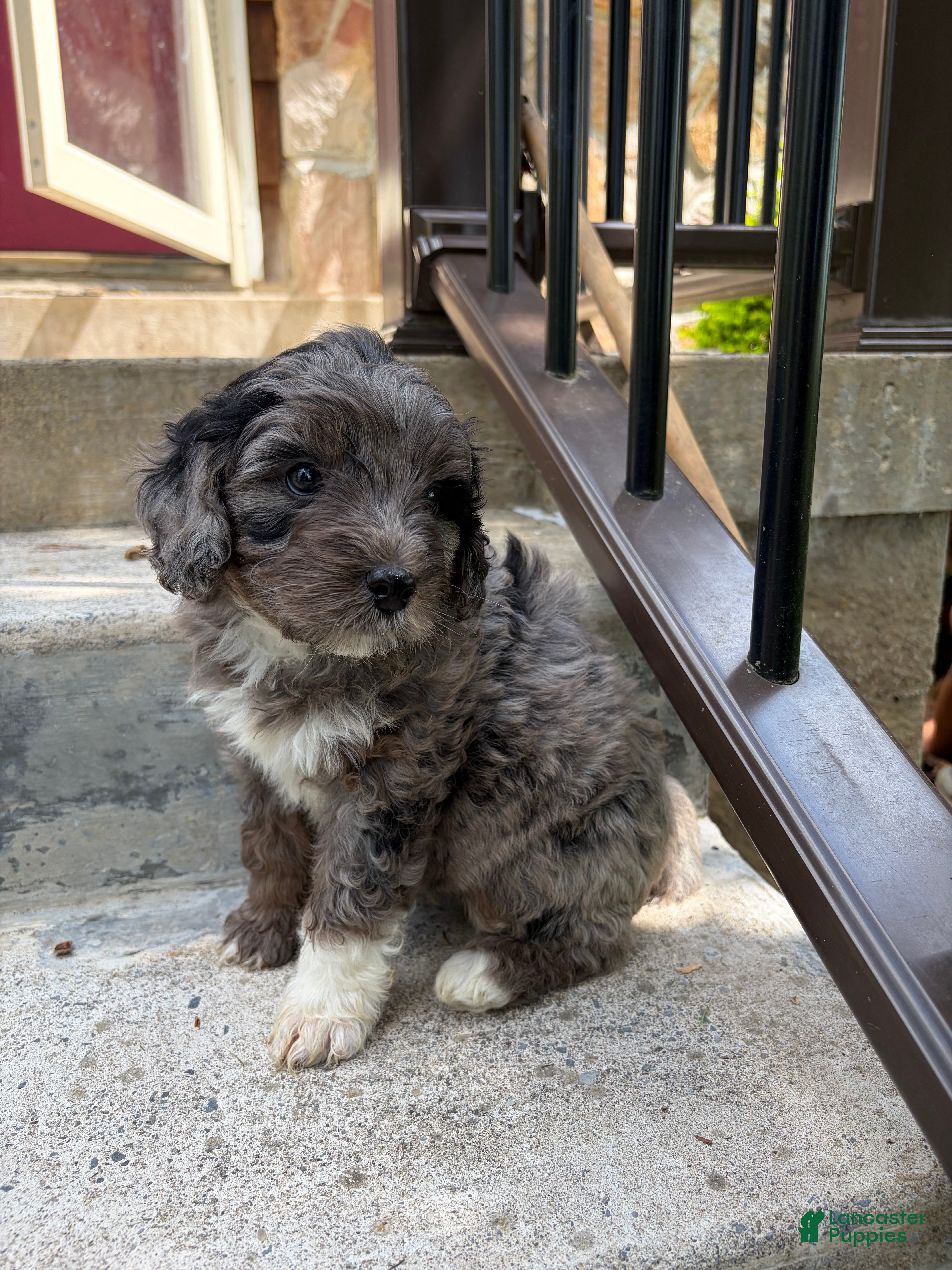 Mini Bernedoodle dogs Henry - Ad 1