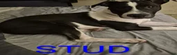 American Pit Bull Terrier dogs for sale: American Pit Bull Terrier Puppy 2 - Ad 12