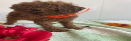 Miniature Poodle dogs for sale: Barkley - Ad 4