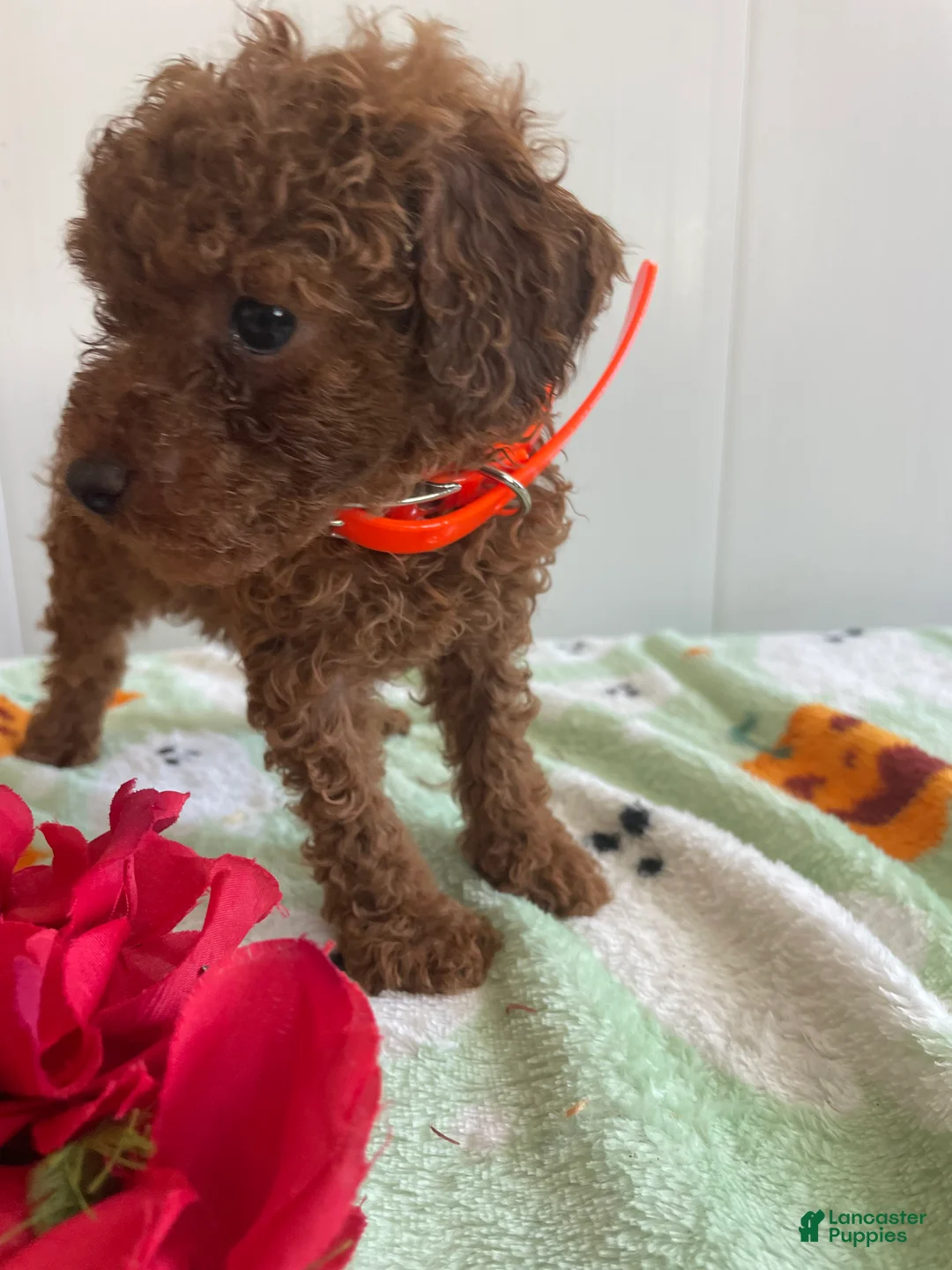 Miniature Poodle dogs for sale: Barkley - Ad 4