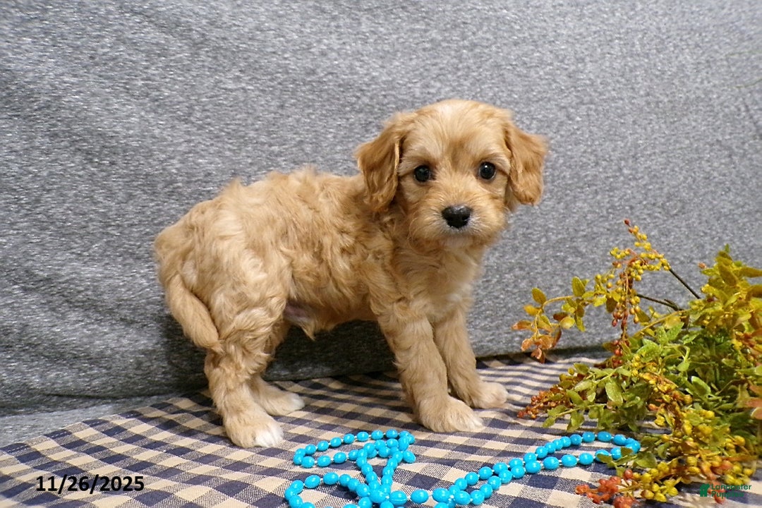 Cavapoo dogs for sale: Pepsi - Ad 2