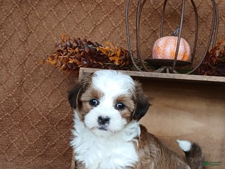 Havanese dogs - Ad 17