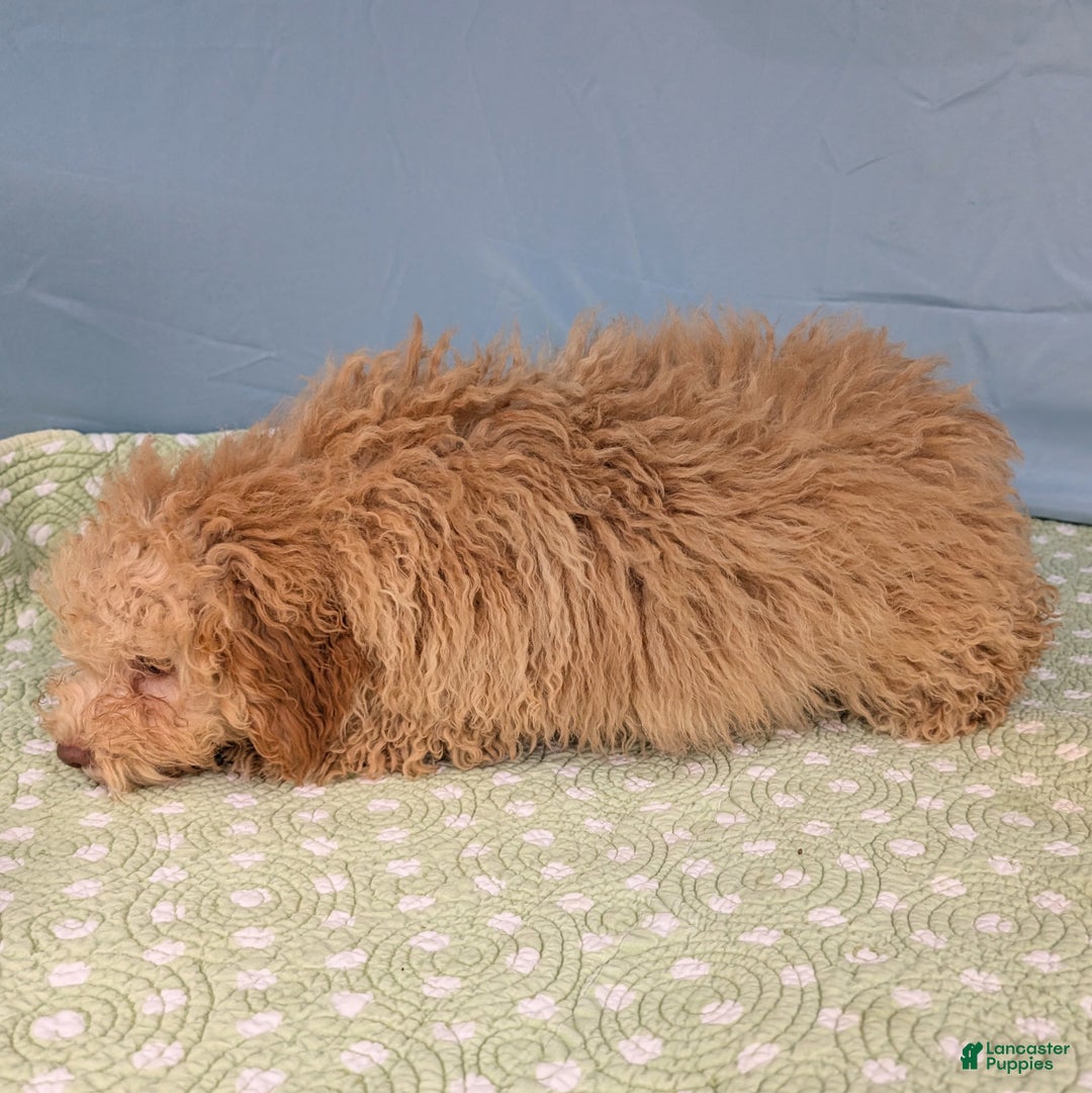 Toy Poodle dogs for sale: Rotini - Ad 5