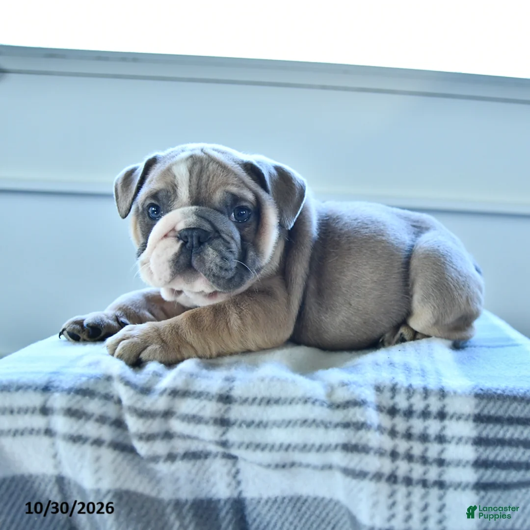 English Bulldog dogs for sale: Rambo - Ad 5