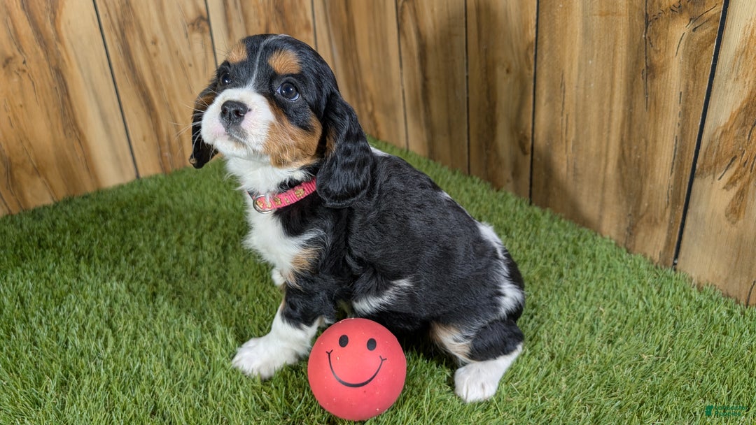 Cavapoo dogs for sale: Bessie Girl 1 - Ad 3