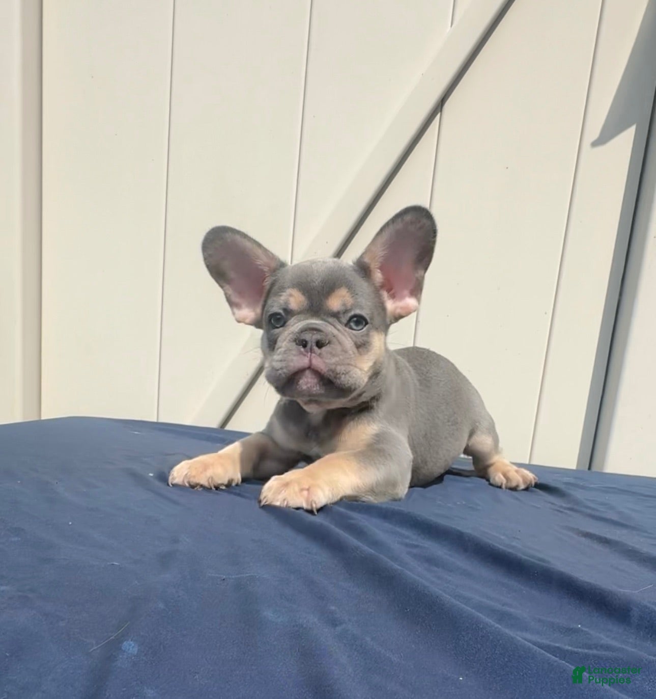French Bulldog dogs French Bulldog 1 - Ad 2