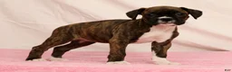 Boxer dogs for sale: Cookie - Ad 1