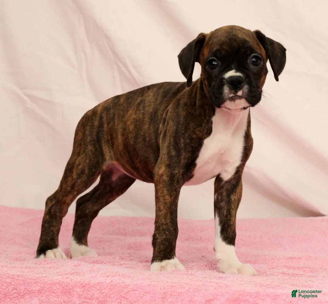 Boxer dogs for sale: Cookie - Ad 1