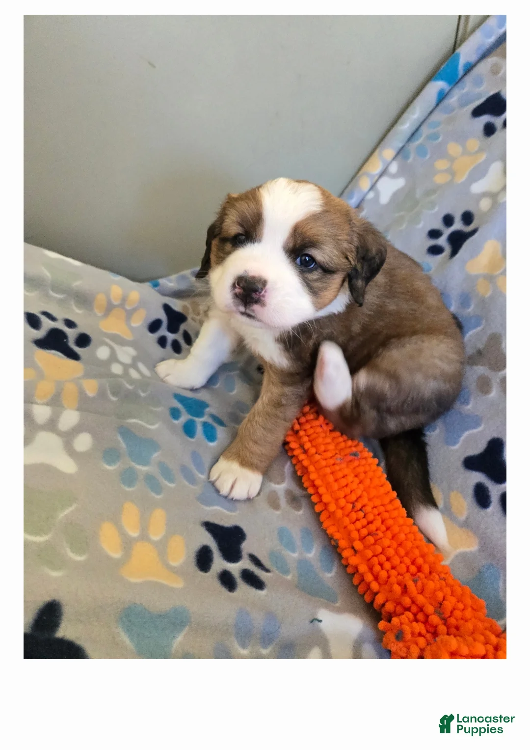 Mixed Breed dogs for sale: Princess - Ad 8