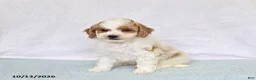 Cavapoo dogs for sale: Donut - Ad 3