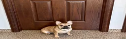 French Bulldog dogs for sale: Sandy - Ad 2