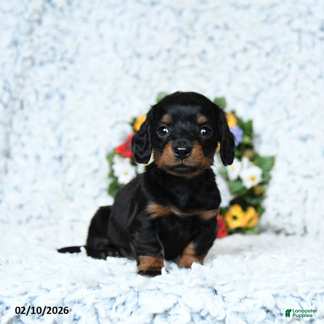 Miniature Dachshund dogs for sale: Cooper - Ad 3
