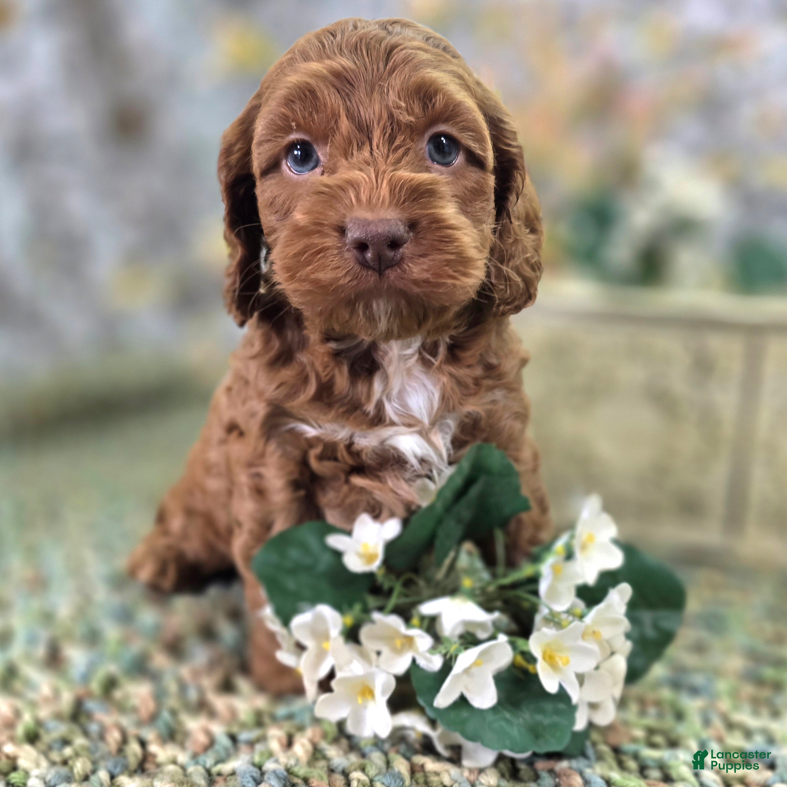 Cockapoo dogs Rime - Ad 23