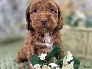Cockapoo dogs Rime - Ad 9