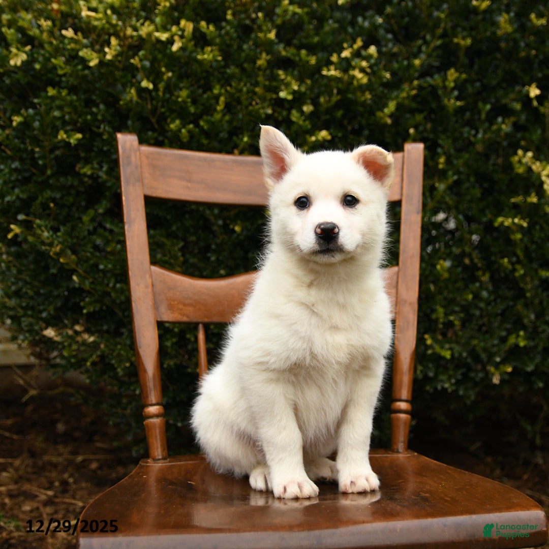 Mixed Breed dogs for sale: Outlaw - Ad 1