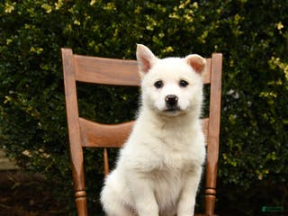 Mixed Breed dogs Outlaw - Ad 41