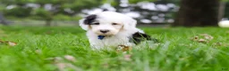 Sheepadoodle dogs for sale: Thomas - Ad 6