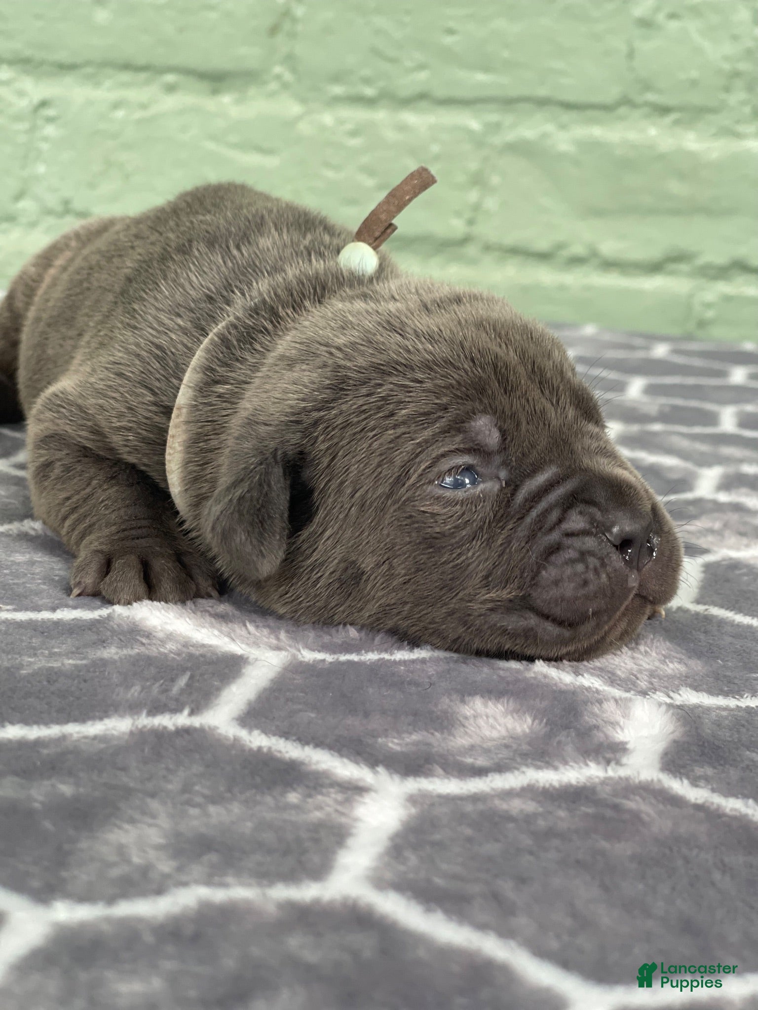 Cane Corso dogs Tar Heel  - Ad 19