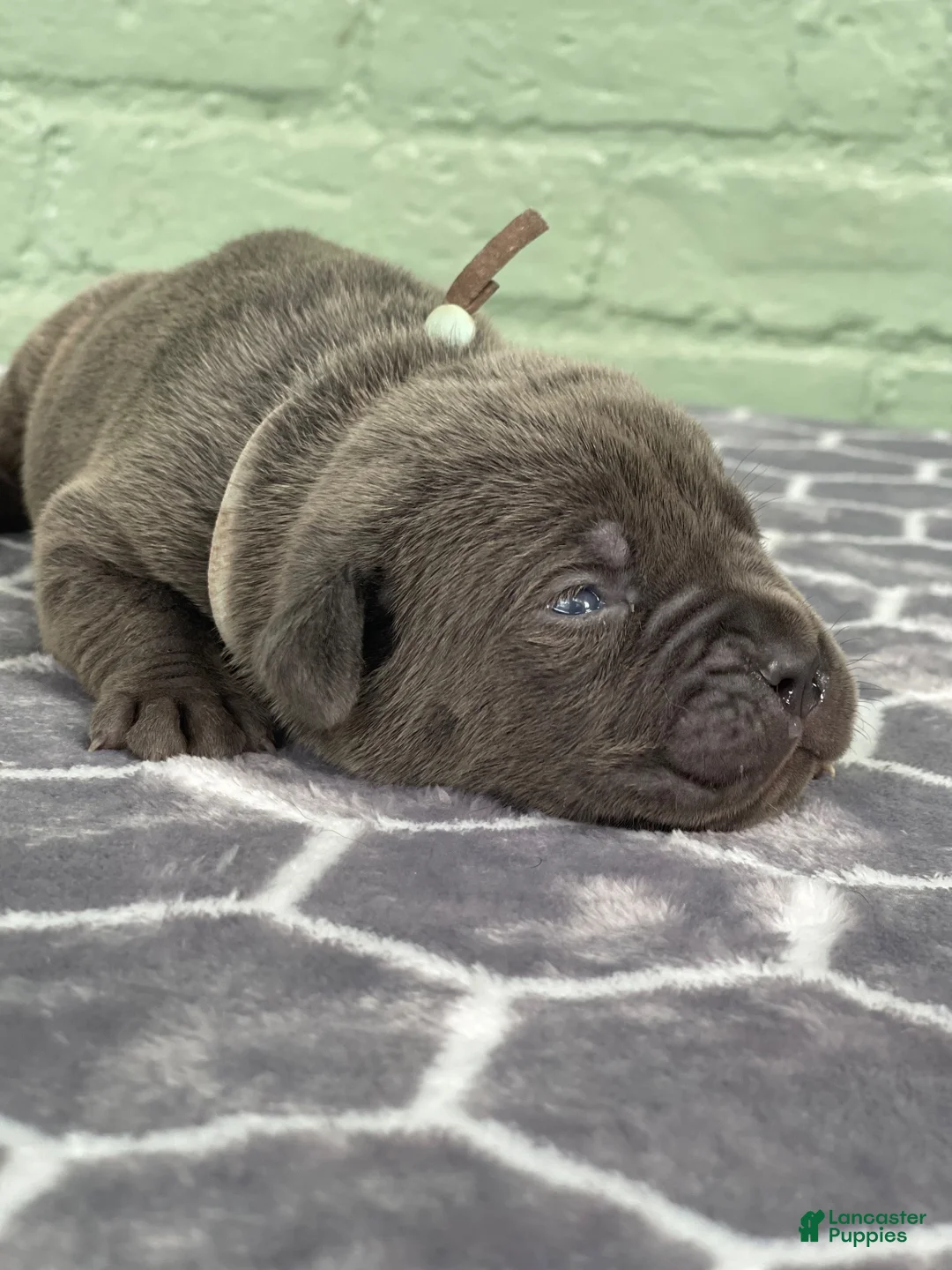 Cane Corso dogs for sale: Tar Heel  - Ad 1
