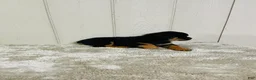 Rottweiler dogs for sale: Rottweiler 2 - Ad 10