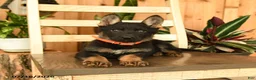 German Shepherd dogs for sale: Jennifer - Ad 4